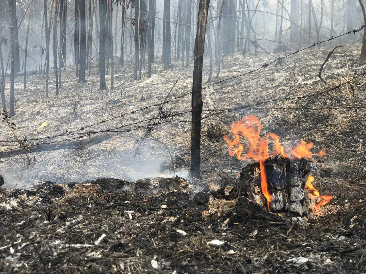 Coalición denuncia incendios forestales y corte de árboles en la línea Noroeste