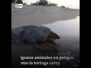 Vuelven los animales