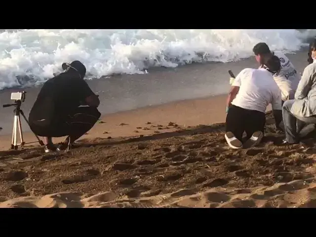 Momento en que tortugas Carey son liberadas en la playa de Güibia