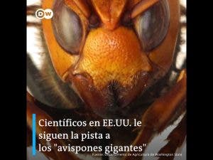 Avispones asiáticos en EE.UU. son un peligro para las abejas