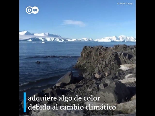 Algas de colores en la Antártida