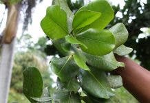 El mamey, árbol nativo ideal para reforestar las cuencas hidrográficas