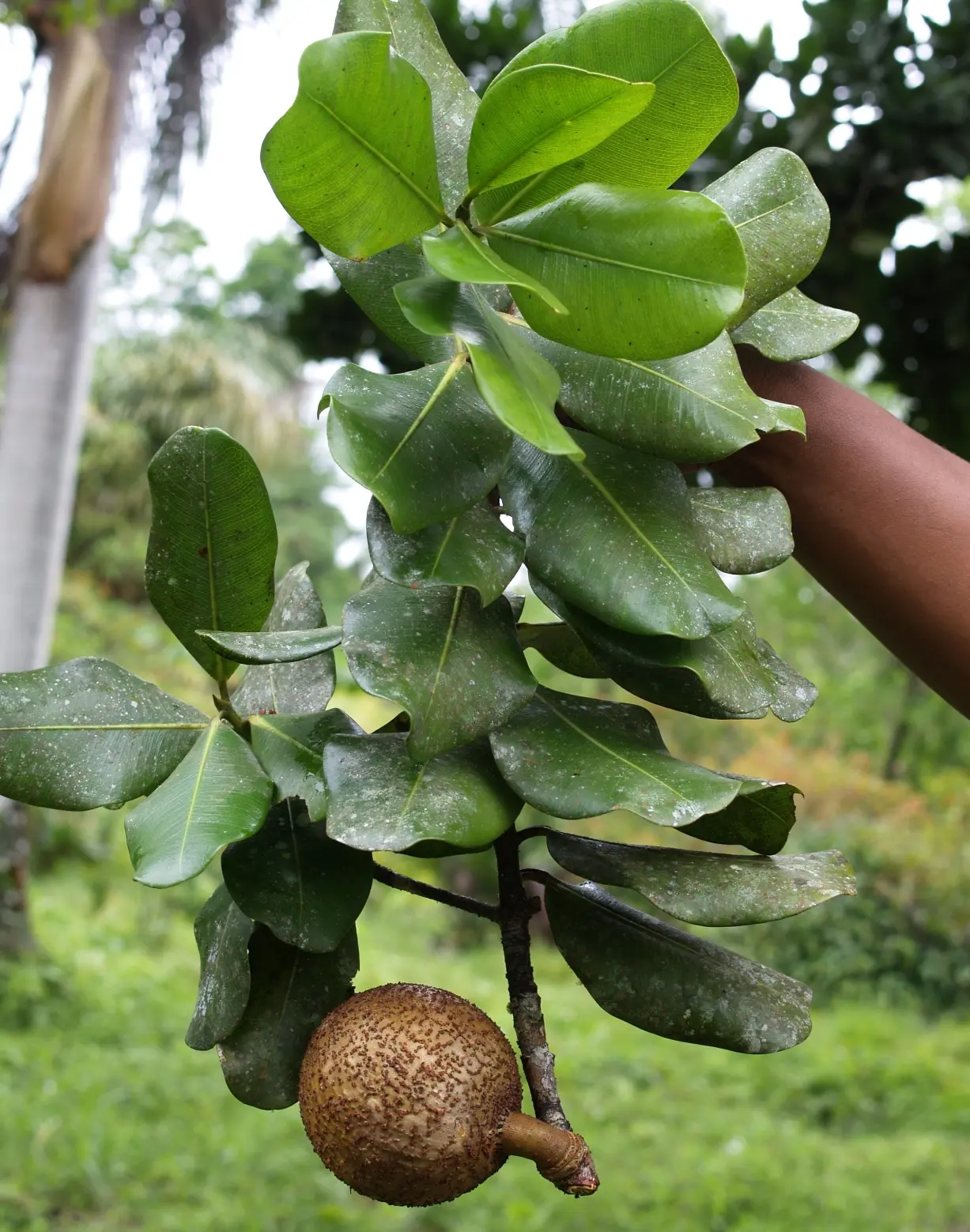 El mamey, árbol nativo ideal para reforestar las cuencas hidrográficas