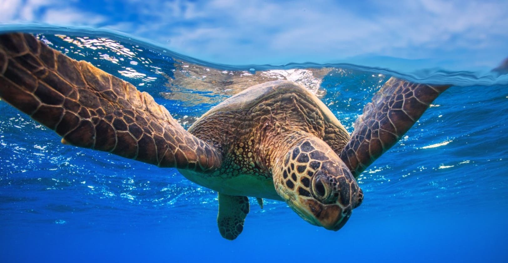 Las tortugas dan vida a otras especies al mejorar sus hábitats