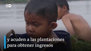 #ContenidoPatrocinado | Las consecuencias del aceite de palma en el medio ambiente