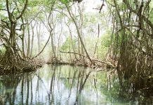 Medio Ambiente destaca mejoría de la naturaleza tras Covid-19