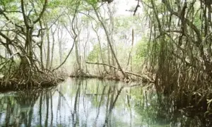 Medio Ambiente destaca mejoría de la naturaleza tras Covid-19