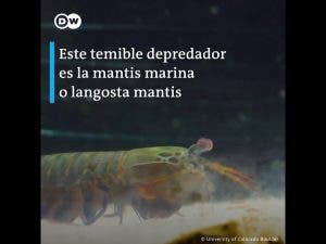 Langosta mantis contra almeja eléctrica