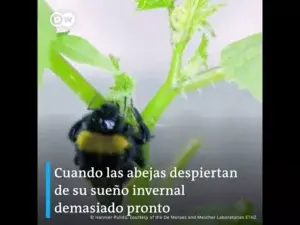 #ContenidoPatrocinado: Saliva de abejas podría acelerar la floración