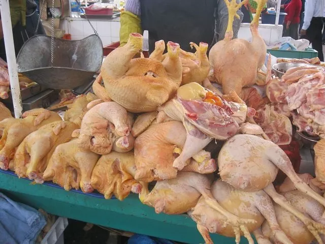pollo