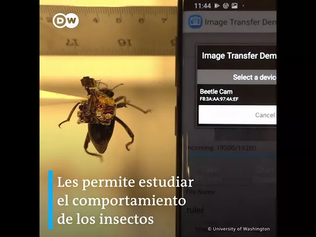 Mini cámaras para insectos