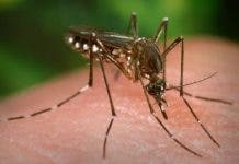 El dengue bate récords de contagio ante el aumento de las temperaturas