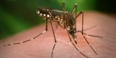 República Dominicana está entre los países donde se reportaron más casos de chikungunya en la pasada década