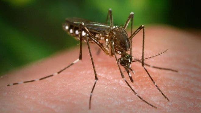 En lo que va de año se han registrado 1,821 casos de dengue