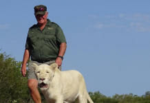 Dos leonas matan a un conocido conservacionista en Sudáfrica    