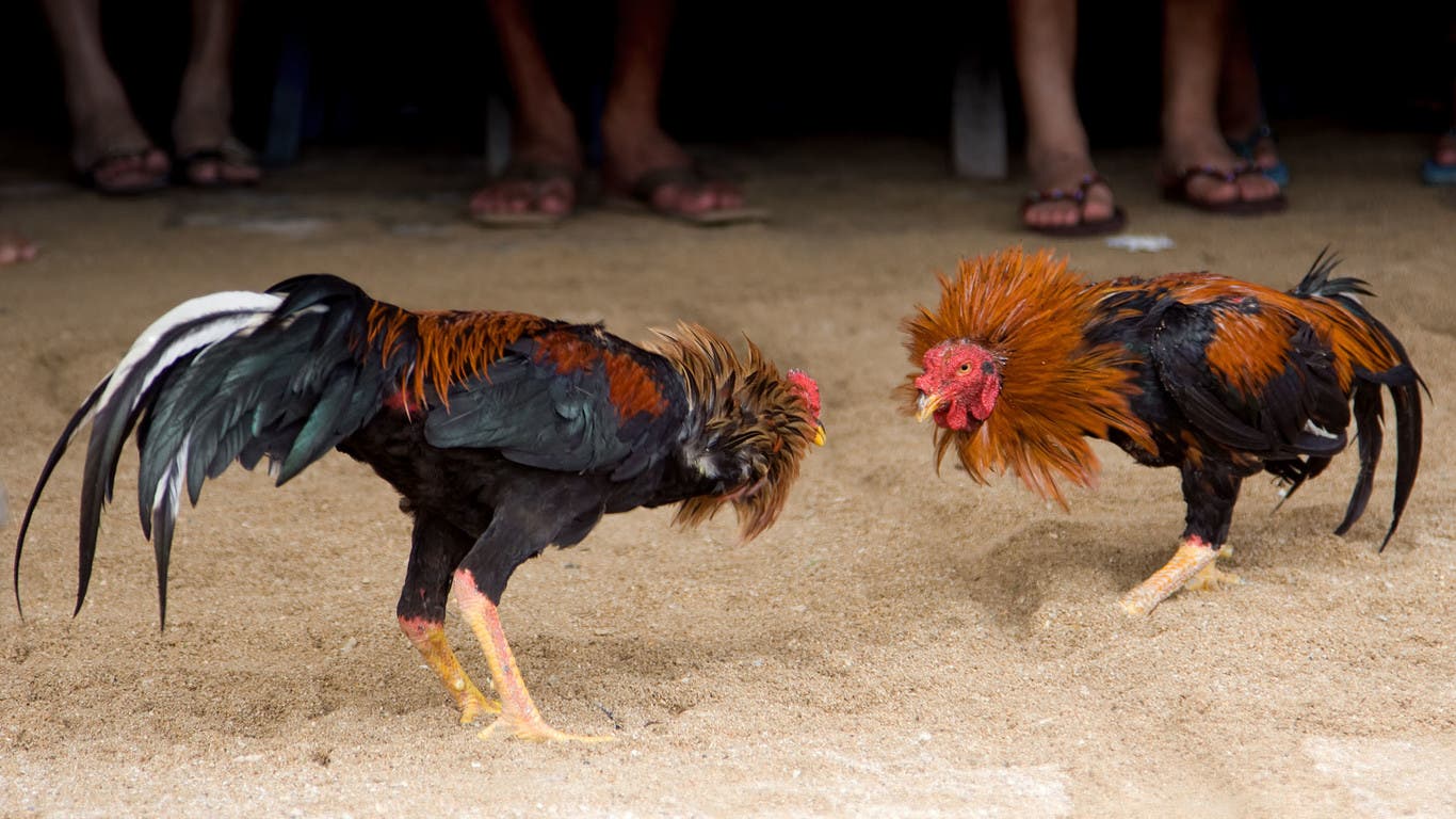 Denuncian peleas de gallos amenazan salud de comunidad en Puerto Plata