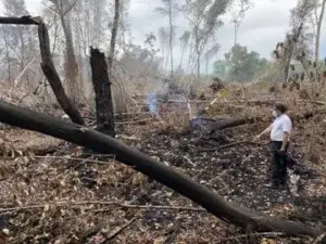 Extinguen incendio forestal afectó varias tareas de manglares en Estero Hondo