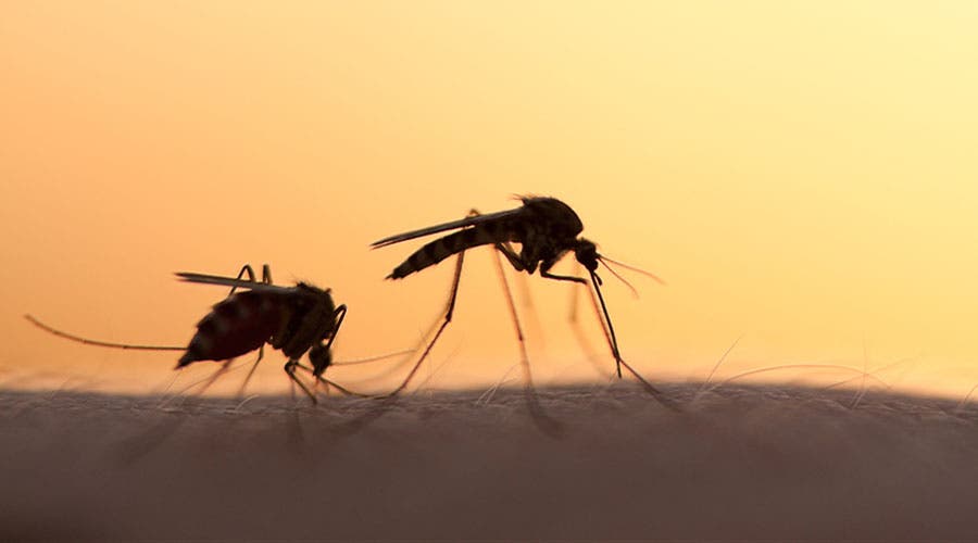 ¿Pueden los mosquitos propagar el coronavirus?