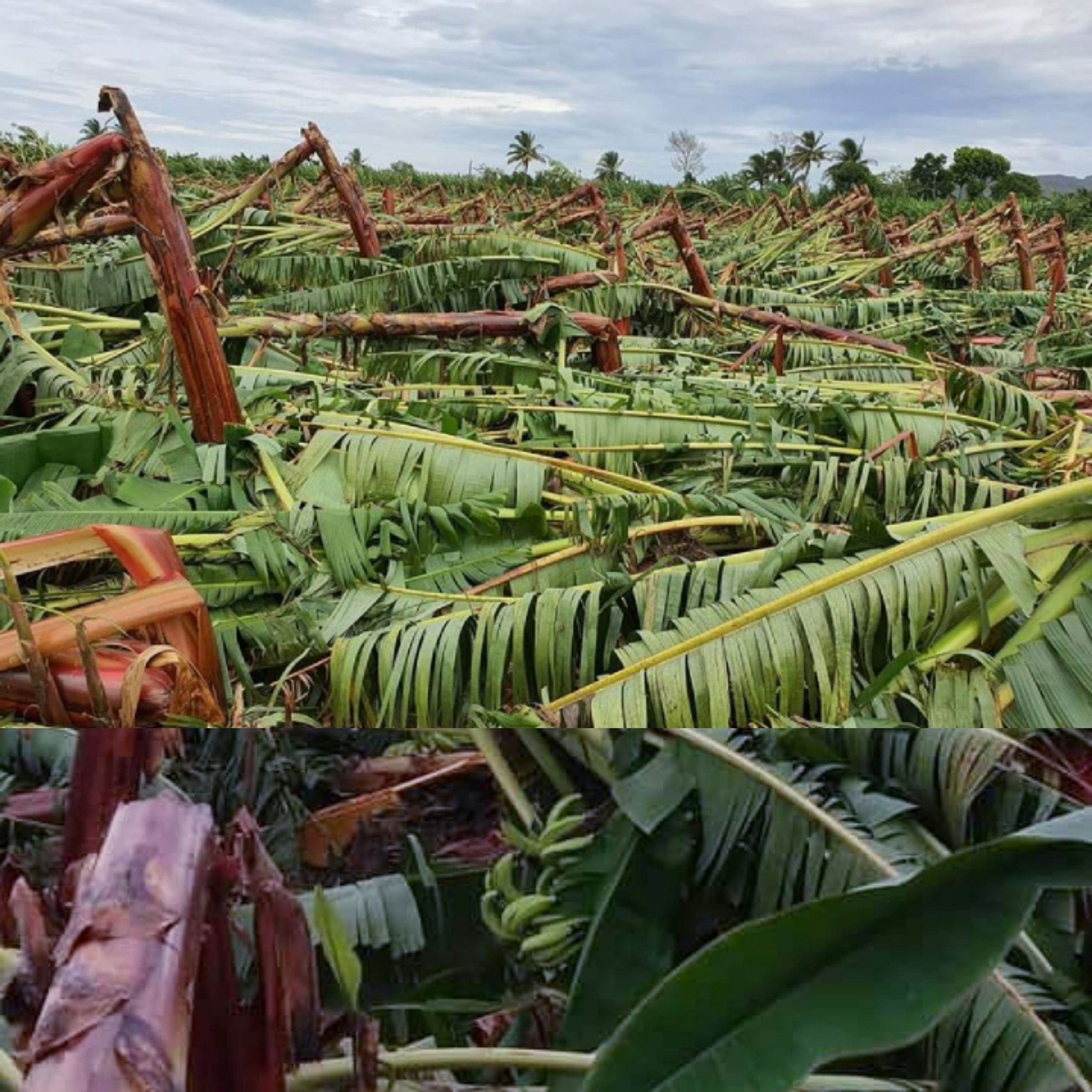 Vientos de tormenta Isaías causaron daños millonarios a producción agrícola en Puerto Plata