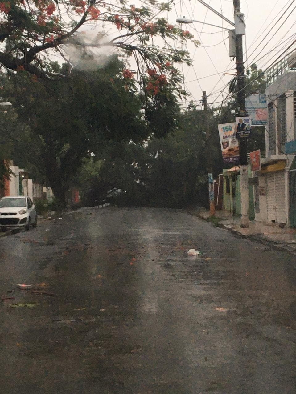 Árboles caídos por tormenta dañan cableado y obstruyen calles de Santo Domingo Este