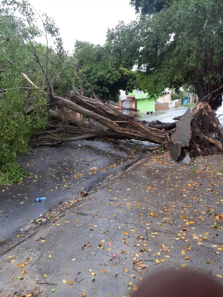 Tormenta Laura derriba árboles y causa inundaciones en Santo Domingo Norte