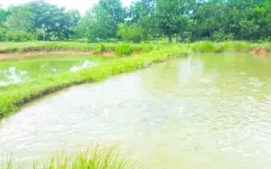 El negocio de peces y camarones que animaba a Copeyito frena en seco