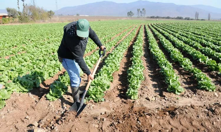 La pandemia golpea a los agricultores y agrava el hambre