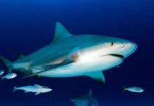 Alertan de que tiburones pueden ser víctimas masivas de la COVID-19     
