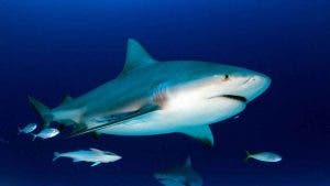 Tiburones obligan a cerrar playas en Nueva York