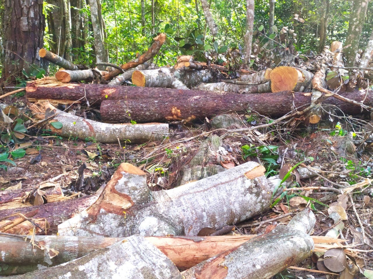 Apresan a varias personas por tala de árboles en Jarabacoa