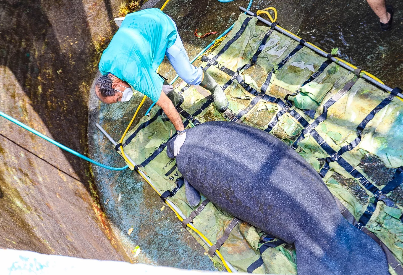 “Las vaquitas del mar”  volverán a su hábitat