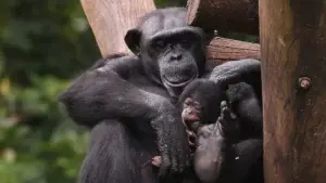 Descubren que los chimpancés se vuelven más selectivos con los amigos a medida que envejecen al igual que los humanos      