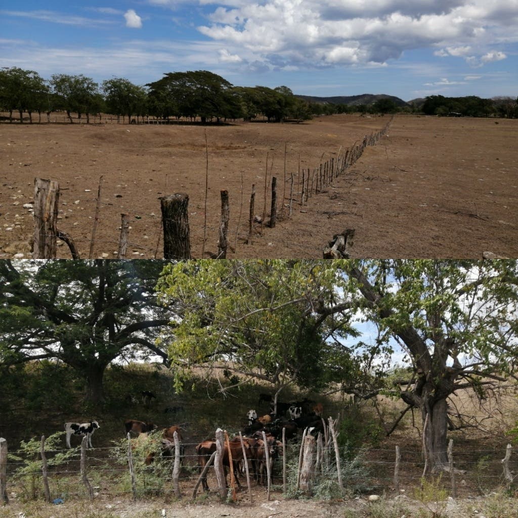 Agricultura entregará alimentos para ganado en Puerto Plata ante prolongada sequía