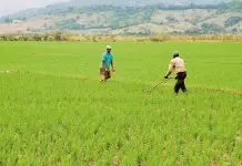 Arroz proveniente de Estados Unidos podrá librarse del pago de impuesto con cuota preferencial