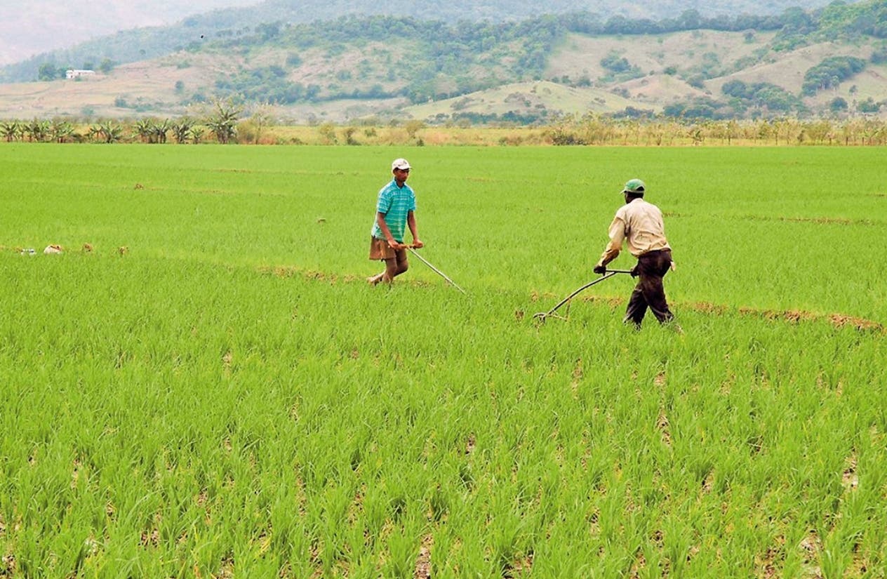 Gobierno destina RD$6,000 millones para pignoración de arroz cosecha 2021-2022