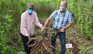 Entidades introducen variedad  de yuca, día campo en  El Seibo