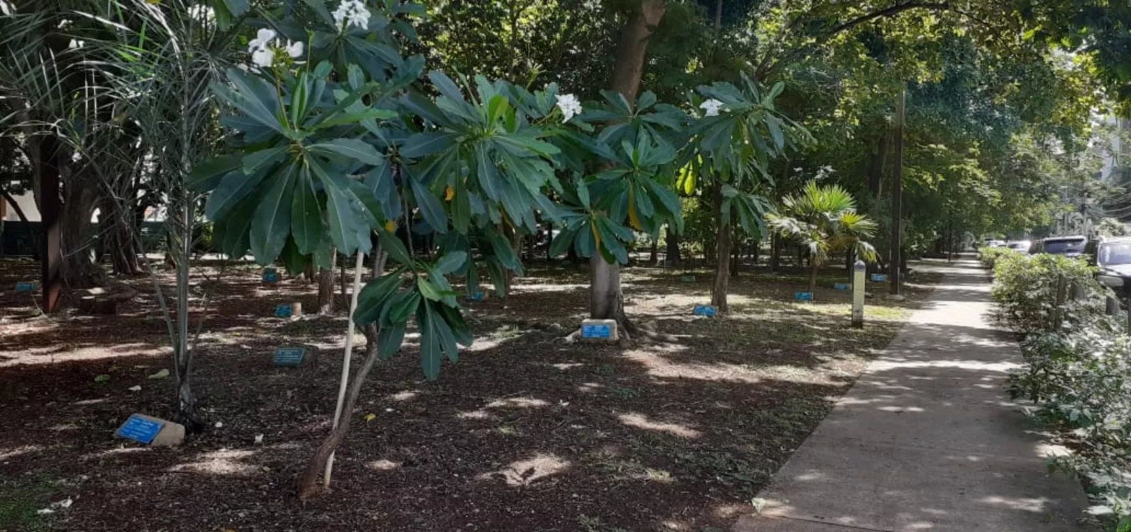 El Bosque de la Vida  es una iniciativa a imitar a favor del medioambiente