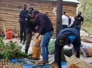 DNCD halla en Constanza un sembradío de marihuana