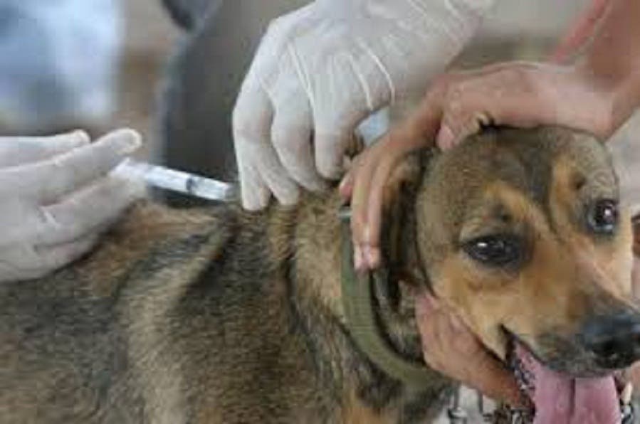 Anuncian jornada nacional de vacunación antirrábica de perros y gatos