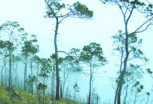 Bosques nublados son los preferidos e ideales para el ecoturismo