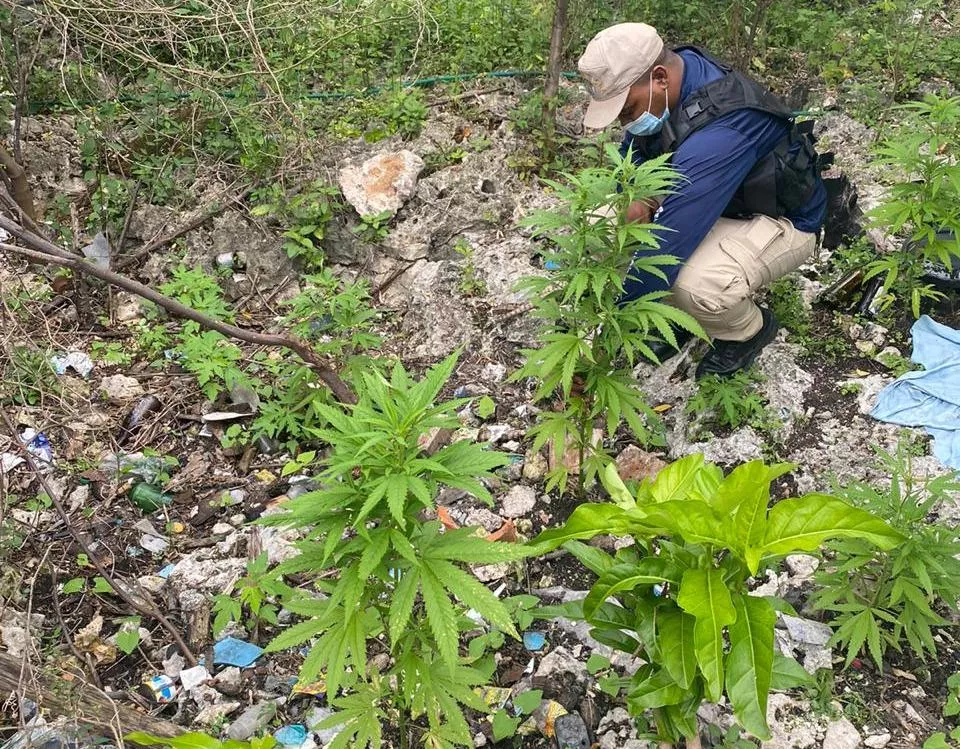 Desmantelan un vivero en Bávaro donde cultivaban marihuana