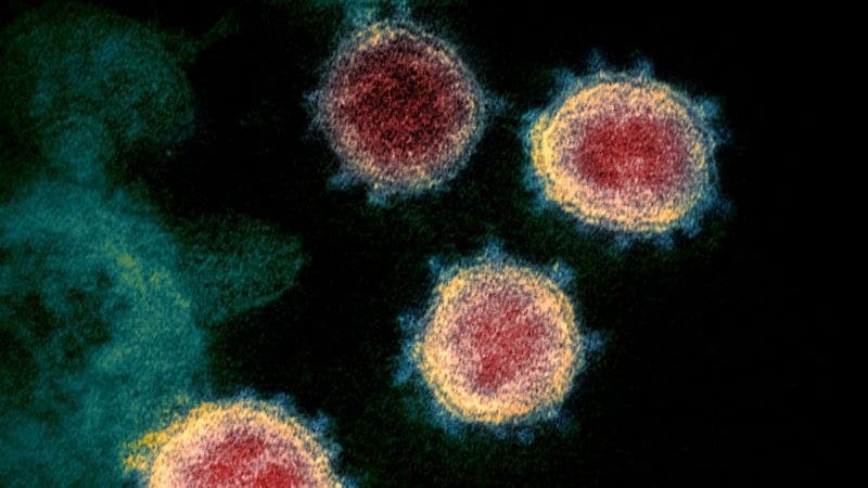 Mutación del coronavirus: Sudáfrica investiga otra variante del patógeno vinculada a su segunda ola de infecciones
