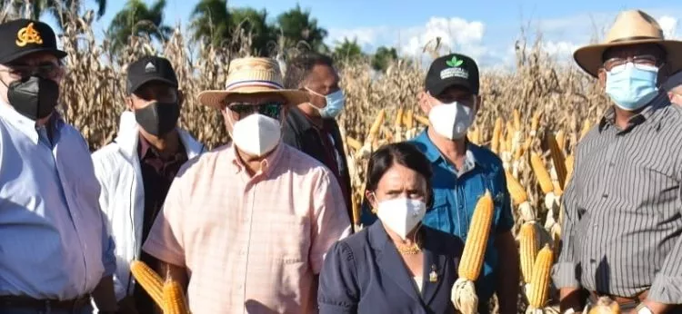 Entidades apoyan  cultivo de maíz como alternativa