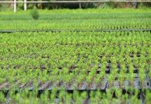 Reforestan 12,400 tareas en 2019 en la cuenca media y alta del Yaque del Norte