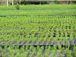 Reforestan 12,400 tareas en 2019 en la cuenca media y alta del Yaque del Norte