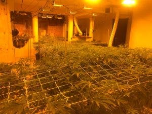 Desmantelan 3 invernaderos para el cultivo de marihuana en Santo Domingo Este