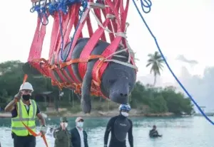 Medio Ambiente reintroduce al mar manatíes que tenían años en aguas del Acuario Nacional