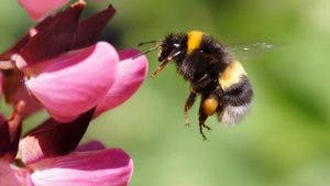 Los abejorros más grandes saben “fichar” a las mejores flores