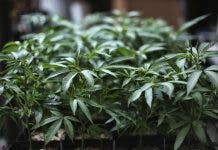 Representantes de Estados Unidos aprueban uso de marihuana