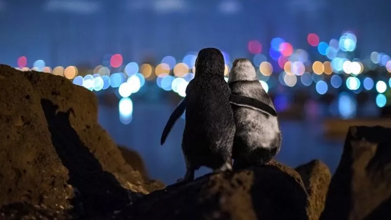 pinguis